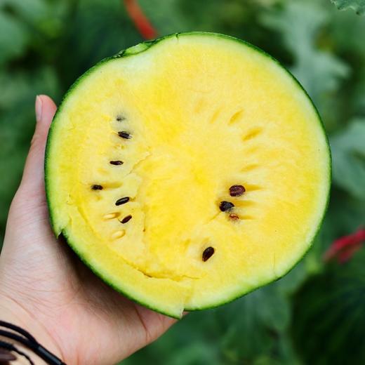 金玉西瓜 商品图0