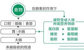 酵素，所有营养的钥匙！