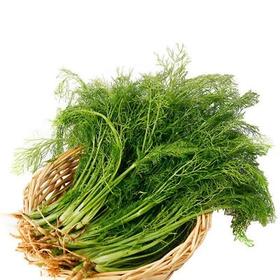 茴香菜1斤 500克±50克  【1斤起售】