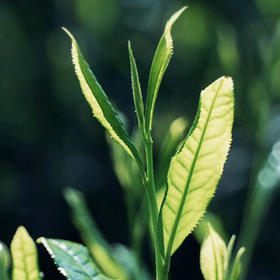 2022年太平猴魁，品手作“绿茶茶王”的空谷幽兰香【预售 发货时间5月初】