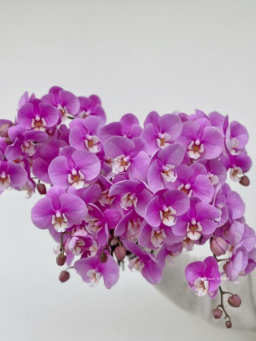 【周四秒杀】安娜蝴蝶兰鲜切花3枝69.8元 商品图0