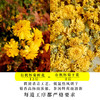 包邮【厂商直发】有机花茶怀菊花1罐/2罐焦作黄菊花养生茶 商品缩略图7