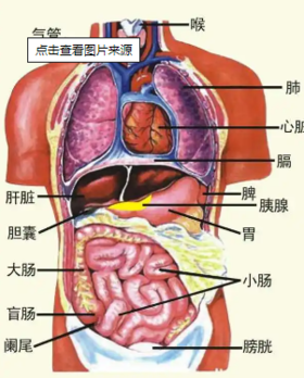 少女重肾，熟女重肝，老妇重脾！不同年龄，抓准方向，事半功倍！ 