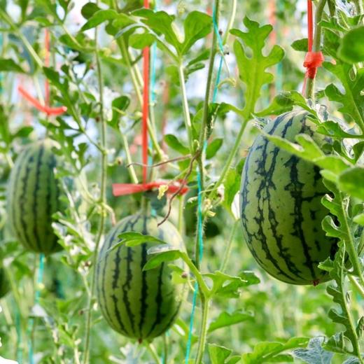 春玉西瓜 商品图5