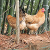 【周三、周六送货 需提前预定】郧阳鲍峡农家散养土母鸡净重2-2.2斤左右 商品缩略图0