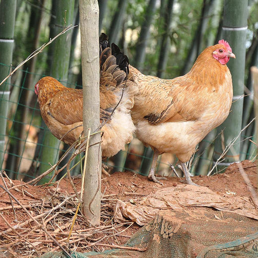 【周三、周六送货 需提前预定】郧阳鲍峡农家散养土母鸡净重2-2.2斤左右 商品图0