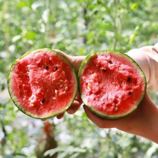 春玉西瓜 商品图0