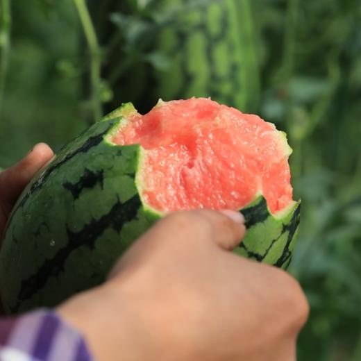 春玉西瓜 商品图3