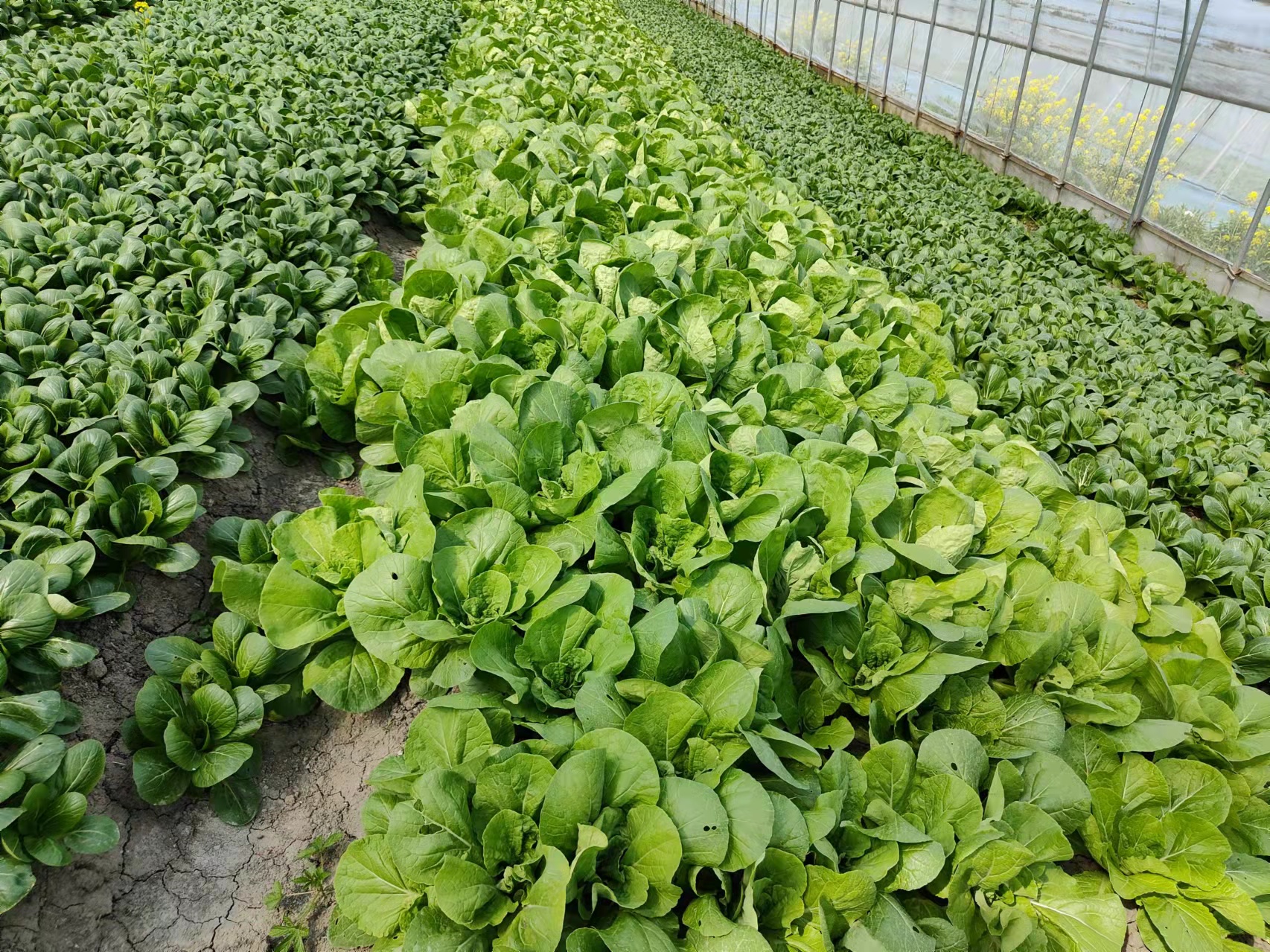 【100元/份】有机蔬菜&农家土鸡蛋抗疫礼包