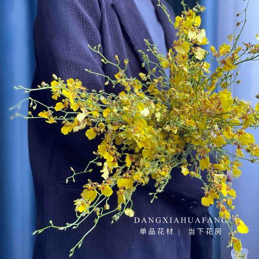 【AB级跳舞兰】10支/份 长约60-70cm 商品图5