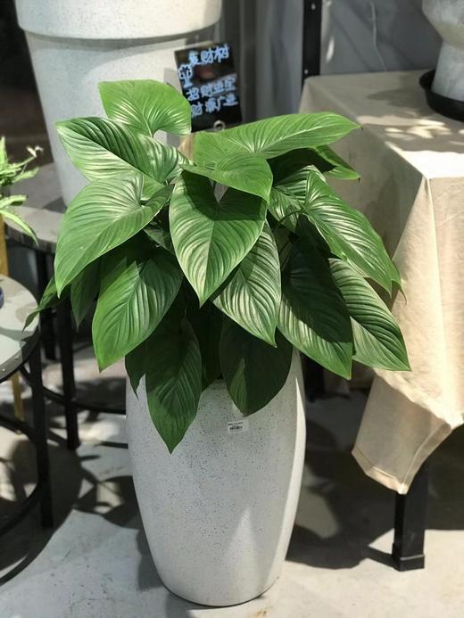 圆腰斑点白盆—绿芙蓉 商品图0
