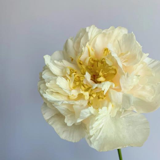 【昆明仓】芍药 | 阳光女孩 商品图2