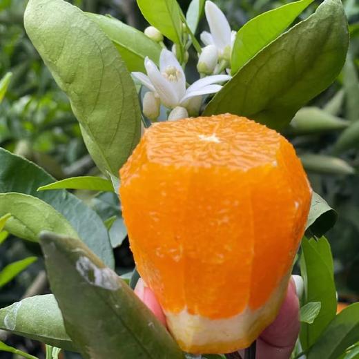 秭归伦晚甜橙 5斤/8斤 （酸甜口感） 商品图1