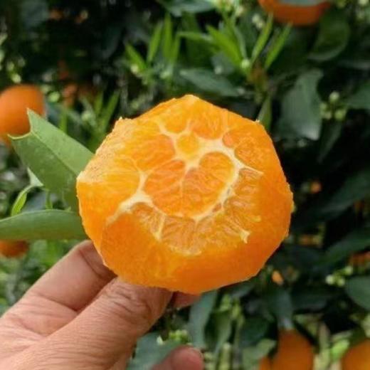 秭归伦晚甜橙 5斤/8斤 （酸甜口感） 商品图14