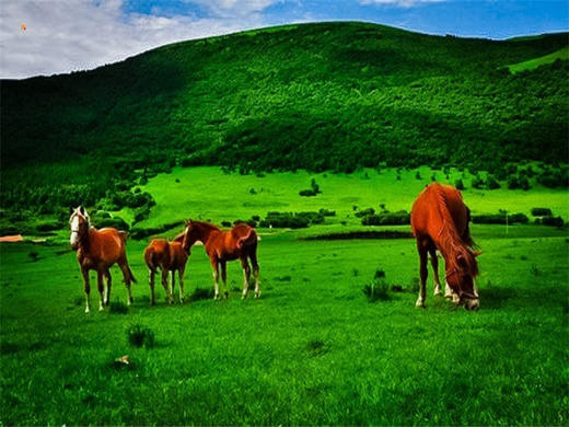 五一2日【坝上草原】越野车·京北第一草原·闪电湖·七彩森林·篝火 商品图3