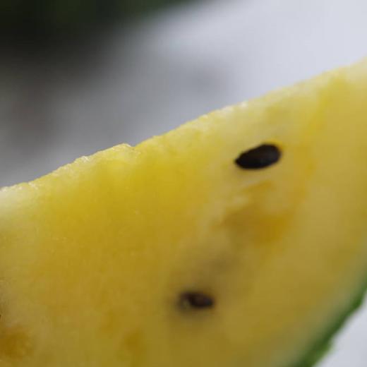 金玉西瓜 商品图3