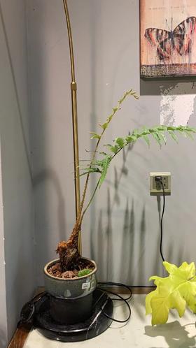 圆釉盆—凤尾蕨