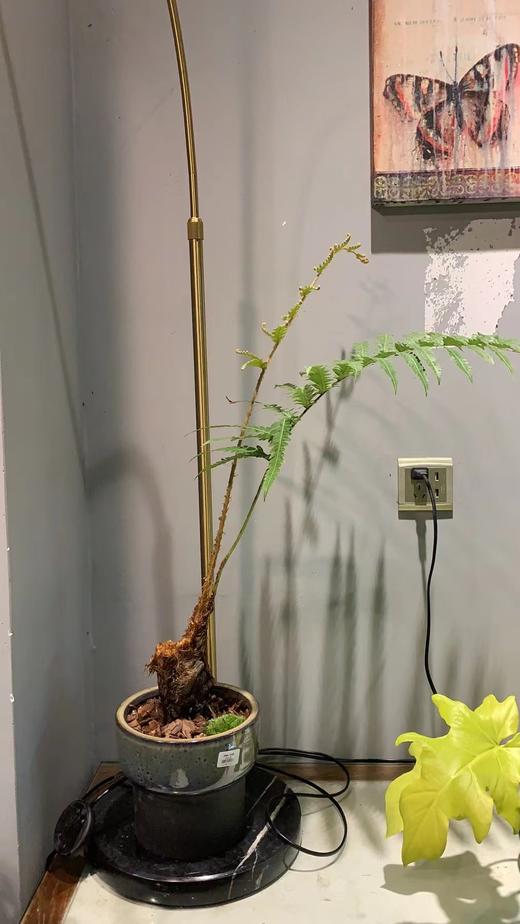 圆釉盆—凤尾蕨 商品图0