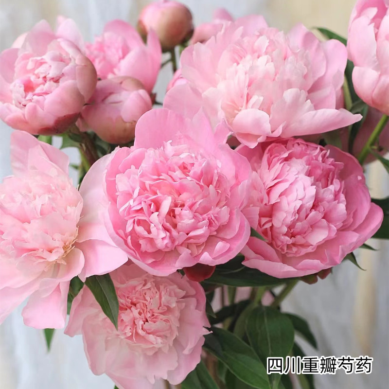 成都a级芍药花10支