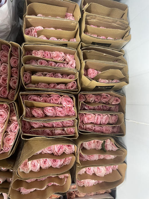 【昆明玫瑰】粉荔枝 20支/扎 A/B级 商品图4