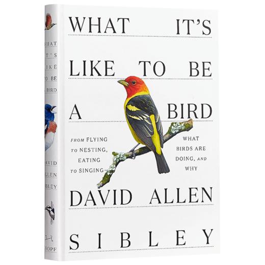 做鸟的感觉 英文原版 What It's Like to Be a Bird 鸟类指南 David Allen Sibley 英文版 进口英语书籍 商品图1