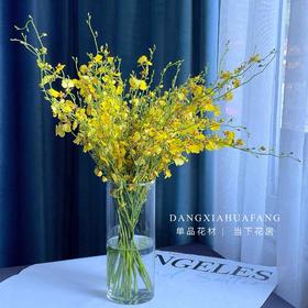 【AB级跳舞兰】10支/份 长约60-70cm