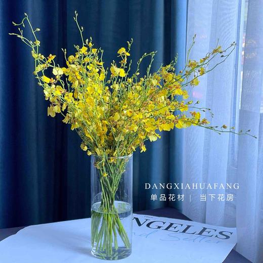 【AB级跳舞兰】10支/份 长约60-70cm 商品图0