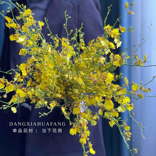 【AB级跳舞兰】10支/份 长约60-70cm 商品图7