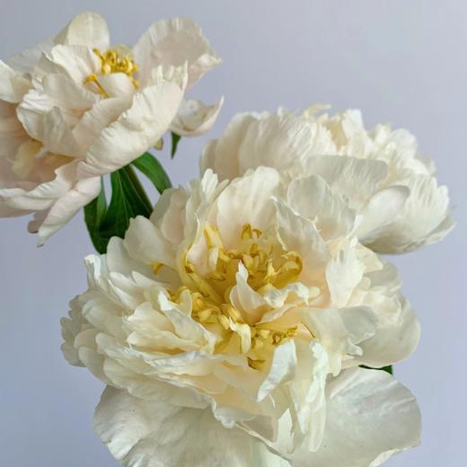 【昆明仓】芍药 | 阳光女孩 商品图1