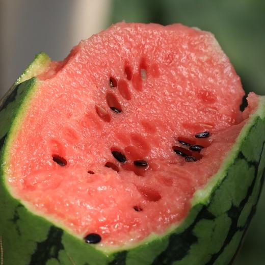 春玉西瓜 商品图1