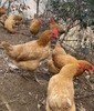 【周三、周六送货 需提前预定】郧阳鲍峡农家散养土母鸡净重2-2.2斤左右 商品缩略图5