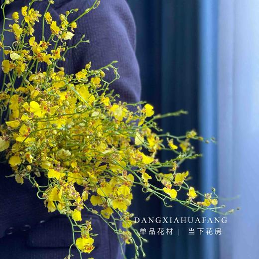 【AB级跳舞兰】10支/份 长约60-70cm 商品图6