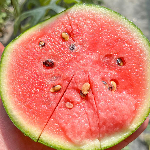 【山东2k西瓜• 顺丰/京东发货】圆润饱满 新鲜现摘 酥脆香甜 口感如蜜  4.5-5斤2个 商品图4