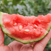 【早春红玉西瓜】圆润饱满 新鲜现摘 酥脆香甜 口感如蜜  4.5斤-5斤装 商品缩略图5