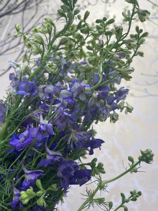 千鸟飞燕  多色可选 约8-10枝/扎 商品图8