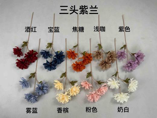 三头紫兰（运费自理） 商品图0