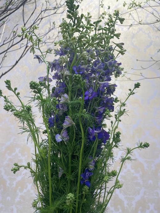 千鸟飞燕  多色可选 约8-10枝/扎 商品图10