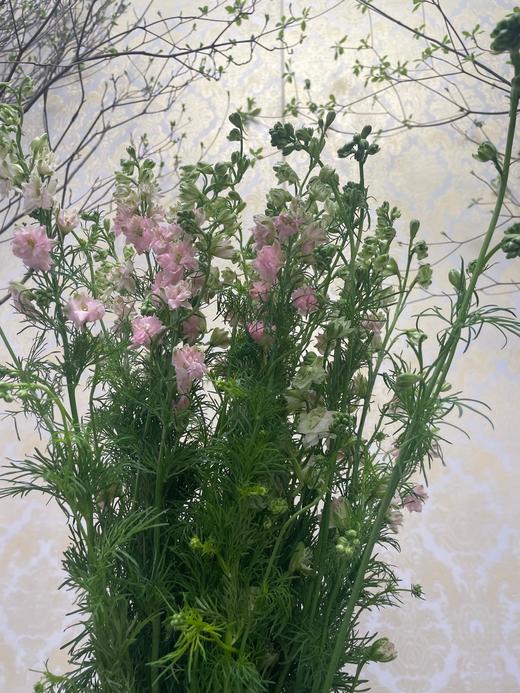 千鸟飞燕  多色可选 约8-10枝/扎 商品图5