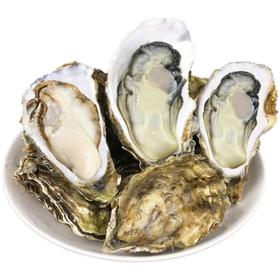 乳山刺身蚝 生蚝  单只3.5-4两起步  （生蚝可免费撬开，先称重后撬蚝，需要备注！）