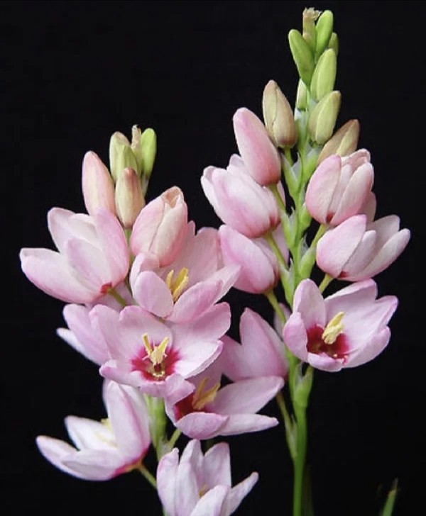 玉米百合买10支送10支颜色随机发冷链包邮