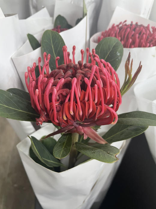 【贵族之花】海神花  单枝 商品图8