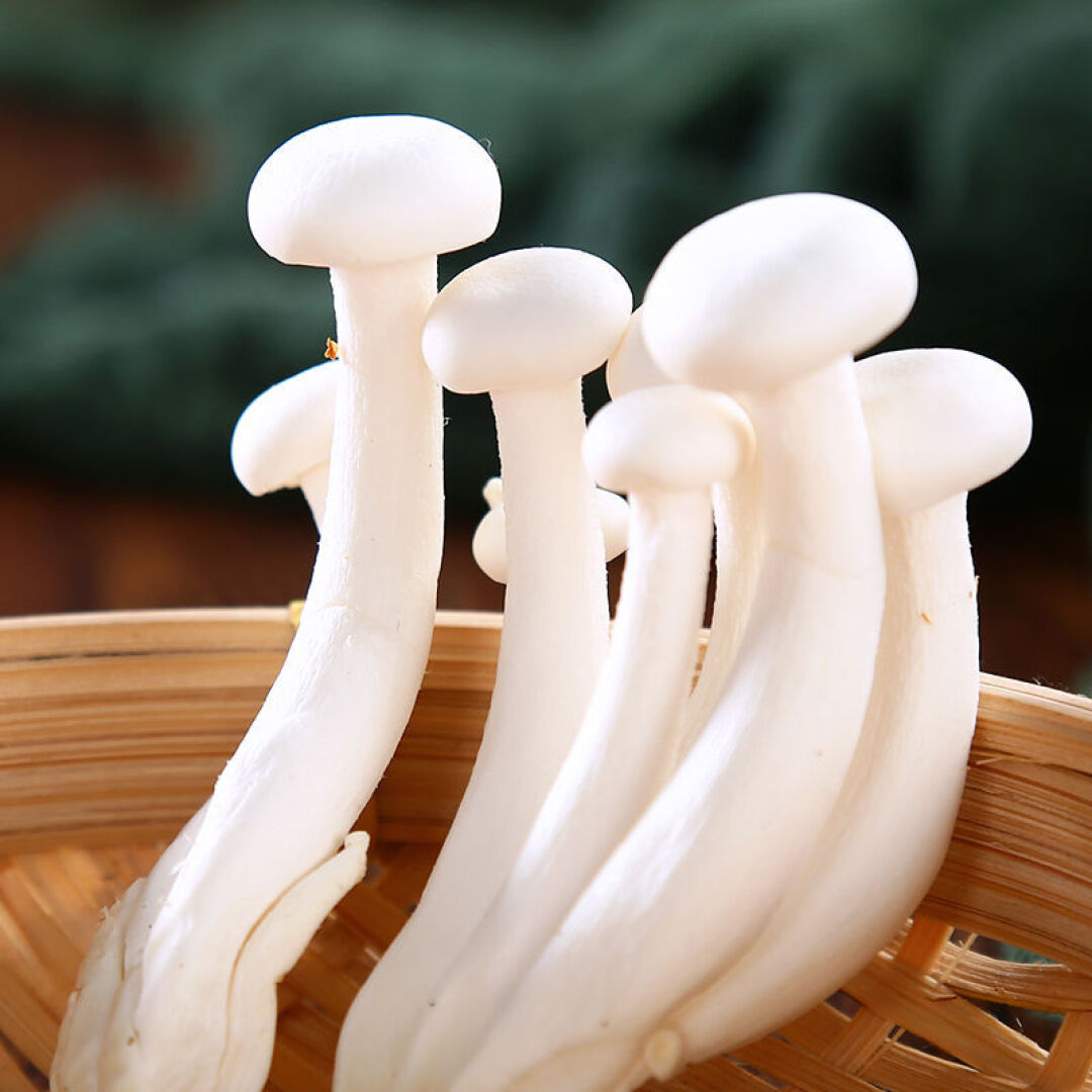 【生鲜预定】白玉菇