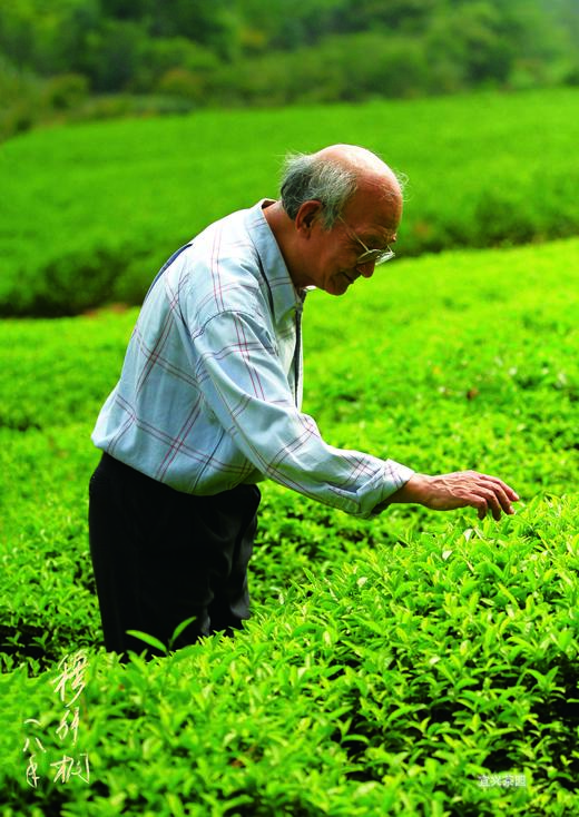 穆茗而来：与穆老师品茶【新品力荐】 商品图3