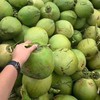 【八方】海南青椰子 商品缩略图0
