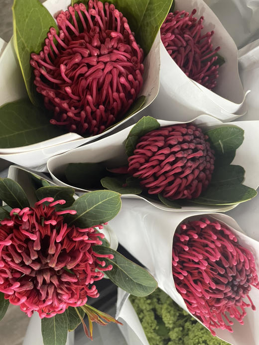 【贵族之花】海神花  单枝 商品图9