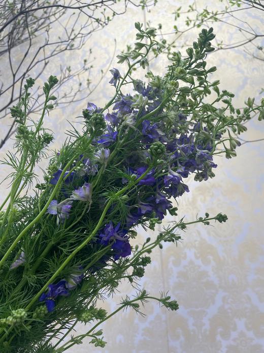 千鸟飞燕  多色可选 约8-10枝/扎 商品图9