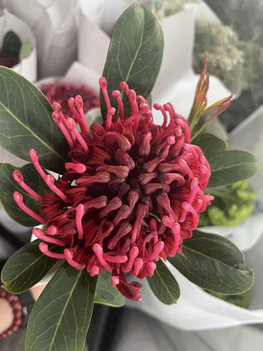 【贵族之花】海神花  单枝 商品图7