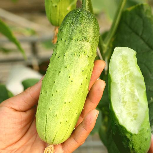 【生鲜预定】老品种黄瓜 商品图0