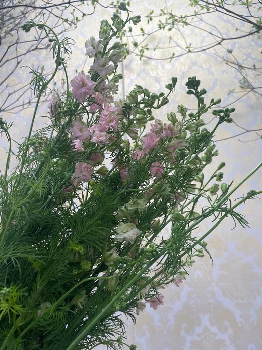 千鸟飞燕  多色可选 约8-10枝/扎 商品图6