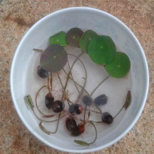 旺季72小时发货【生长快】碗莲水培植物花卉室内花好养四季开花水养荷花盆栽客厅睡莲-W仓 商品图1